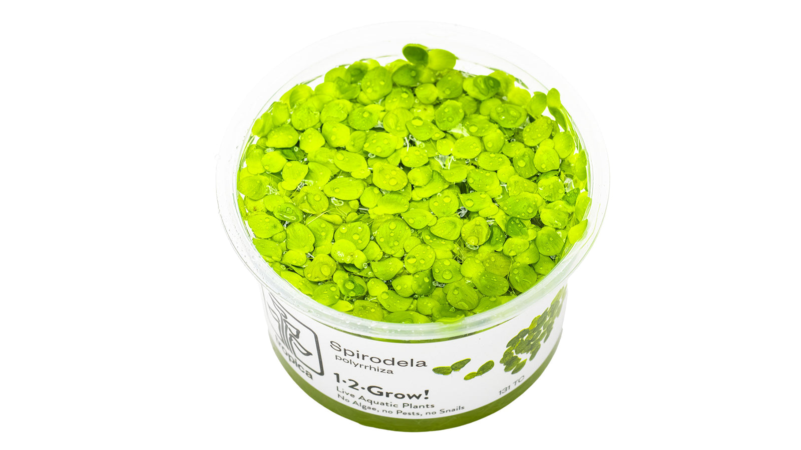 Spirodela polyrrhiza InVitro Pflanze