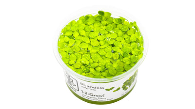 Spirodela polyrrhiza - Große Wasserlinse