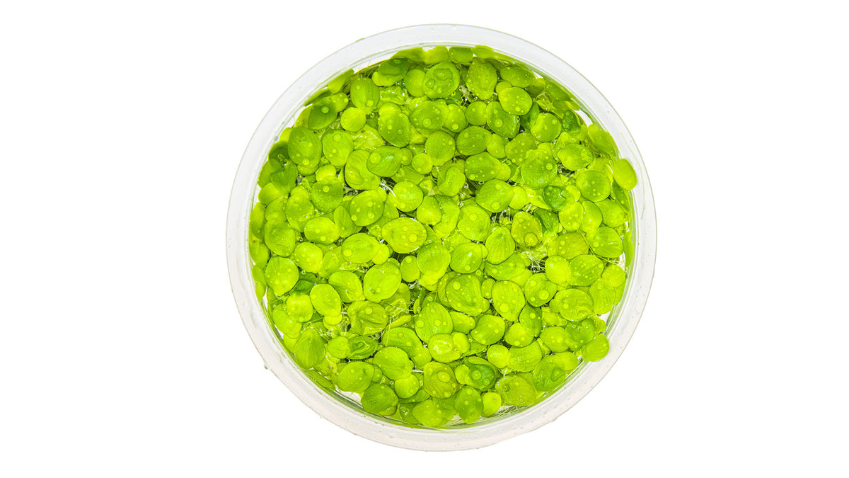 Spirodela polyrrhiza von oben