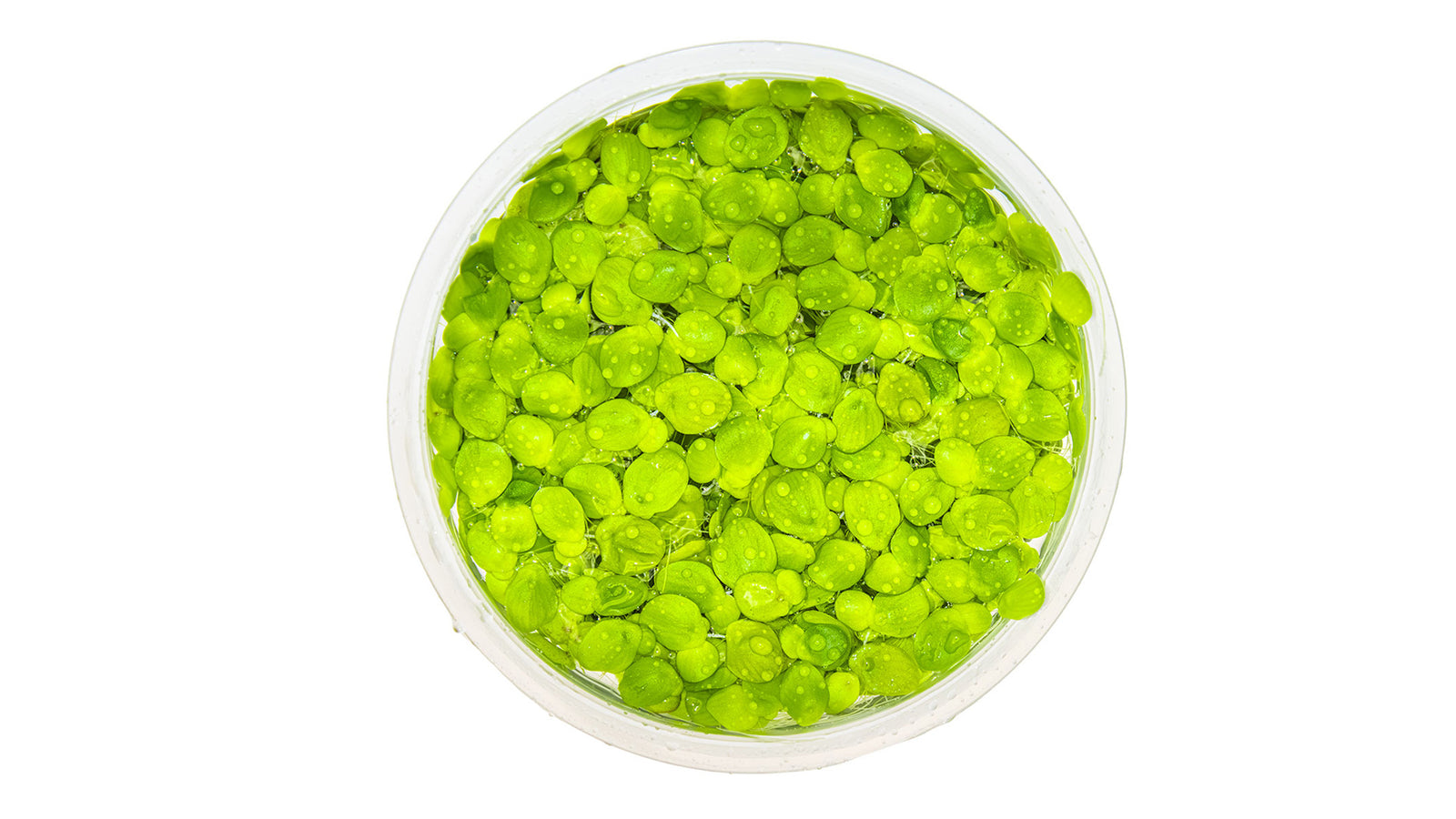 Spirodela polyrrhiza InVitro Pflanze