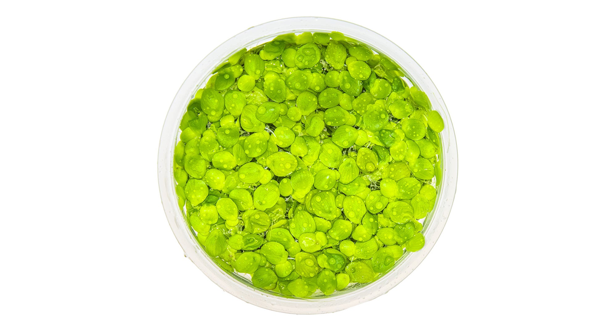 Spirodela polyrrhiza InVitro Pflanze