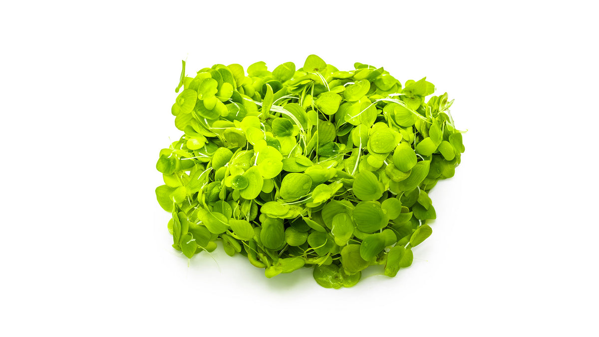 Spirodela polyrrhiza