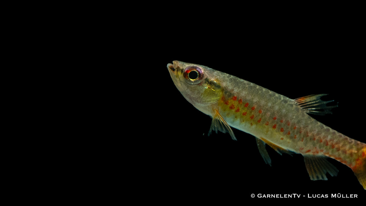 Spritzsalmler (Copella arnoldi) in einem bepflanzten Aquarium