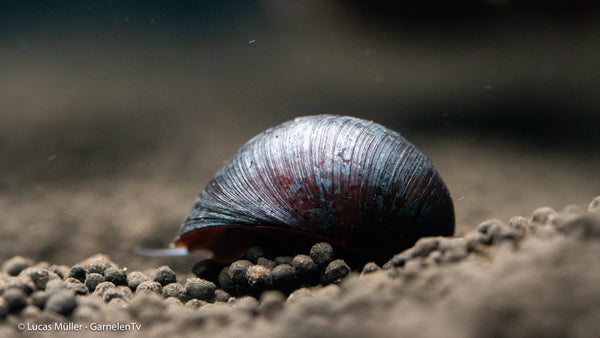 Stahlhelmschnecke auf Aquarienpflanze