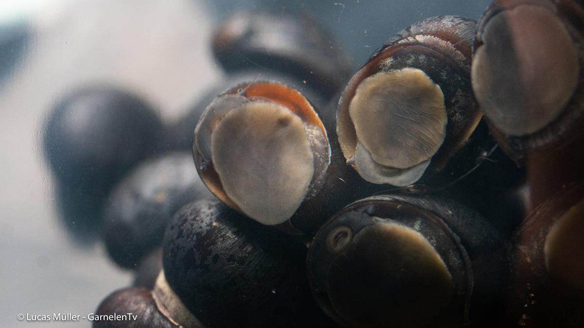 Anthrazit-Napfschnecke / Stahlhelmschnecke

Schwarze Kugelrennschnecke mit Zwerggarnelen

