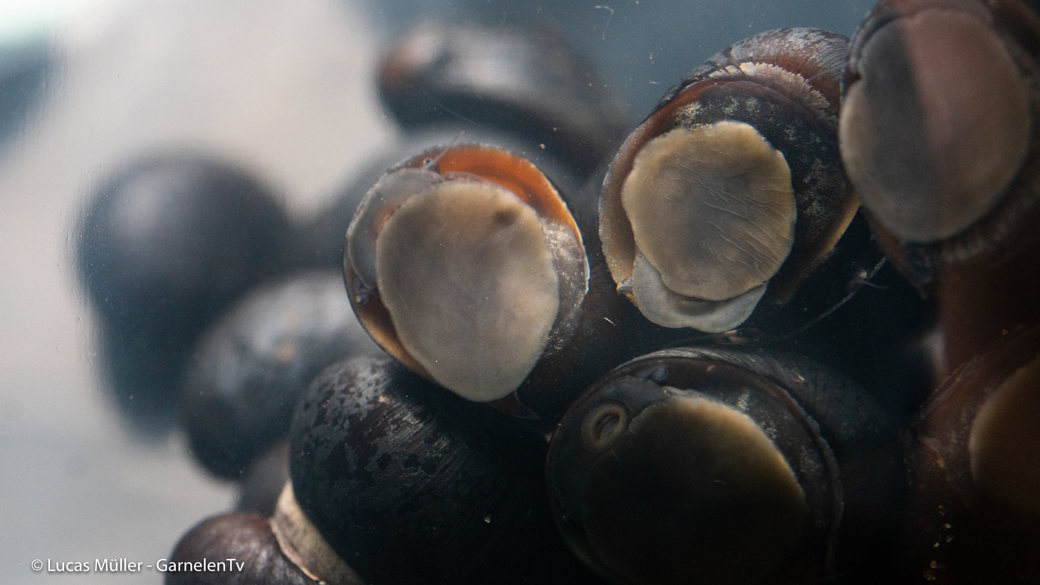 Anthrazit-Napfschnecke / Stahlhelmschnecke – Neritina pulligera