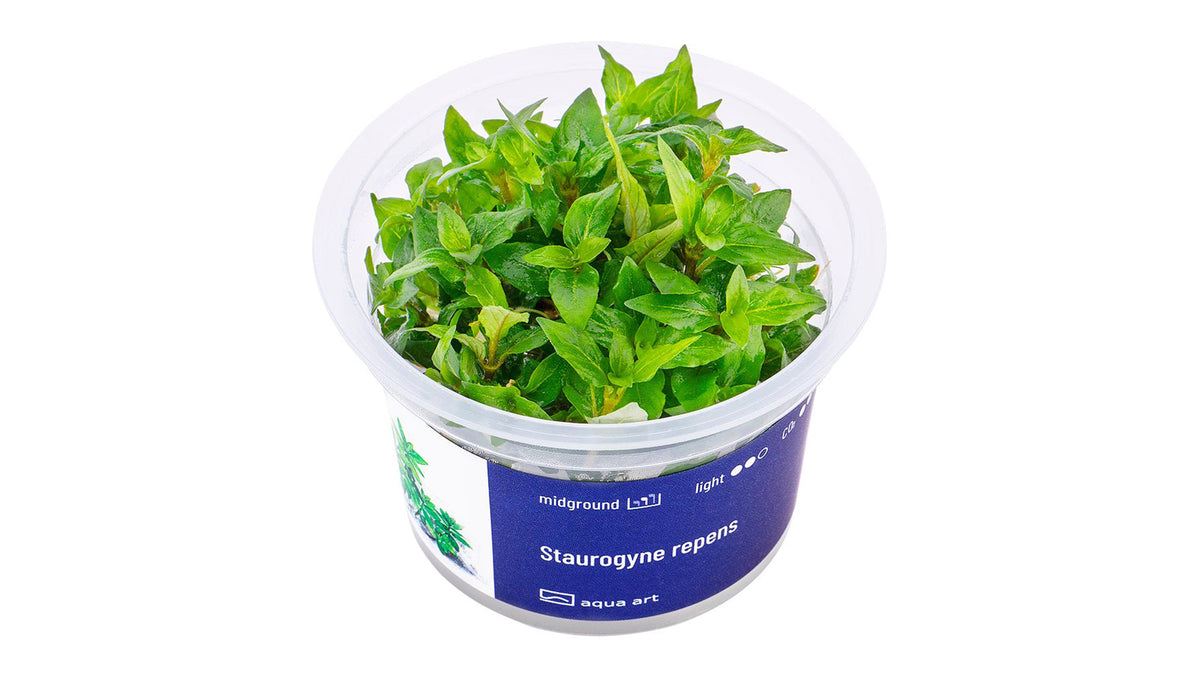 Staurogyne repens - InVitro - GarnelenTv-Shop

Staurogyne repens InVitro – Kompakte Vordergrundpflanze für Aquarien


