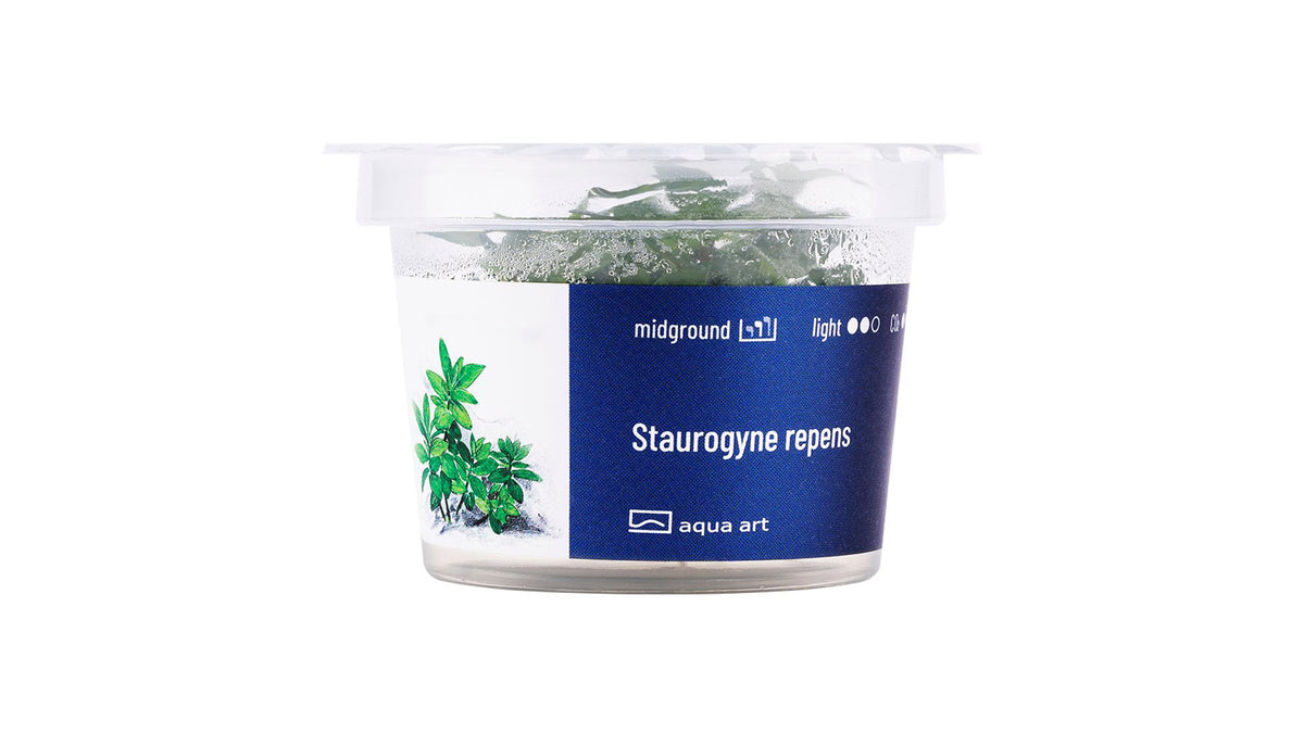 Staurogyne repens - InVitro - GarnelenTv-Shop