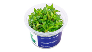 Staurogyne repens - InVitro - GarnelenTv-Shop

Staurogyne repens InVitro – Kompakte Vordergrundpflanze für Aquarien

