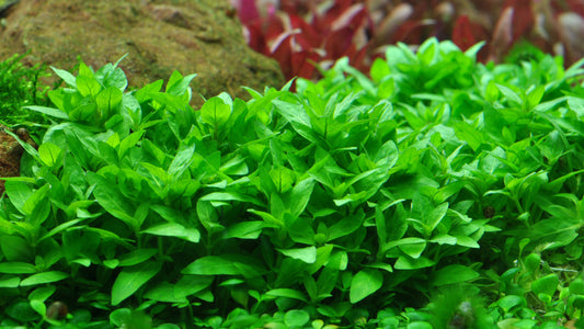 Staurogyne repens - Topfpflanze im Aquarium