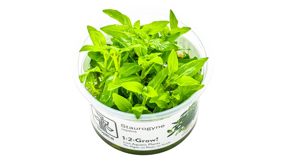 Staurogyne repens InVitro Pflanze