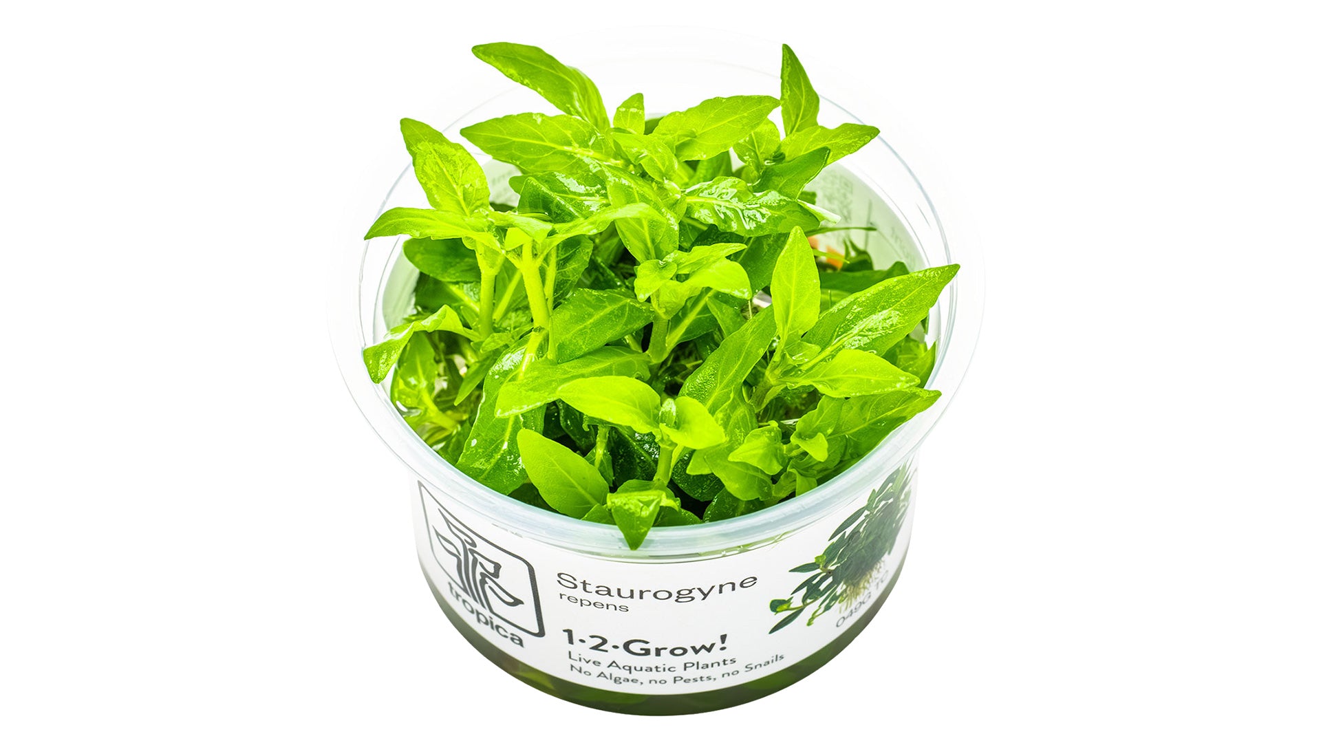 Staurogyne repens InVitro Pflanze