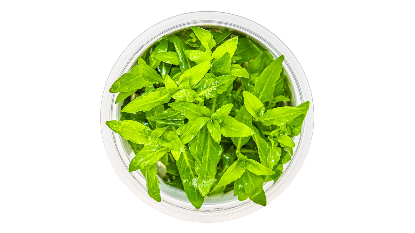 Staurogyne repens InVitro Pflanze