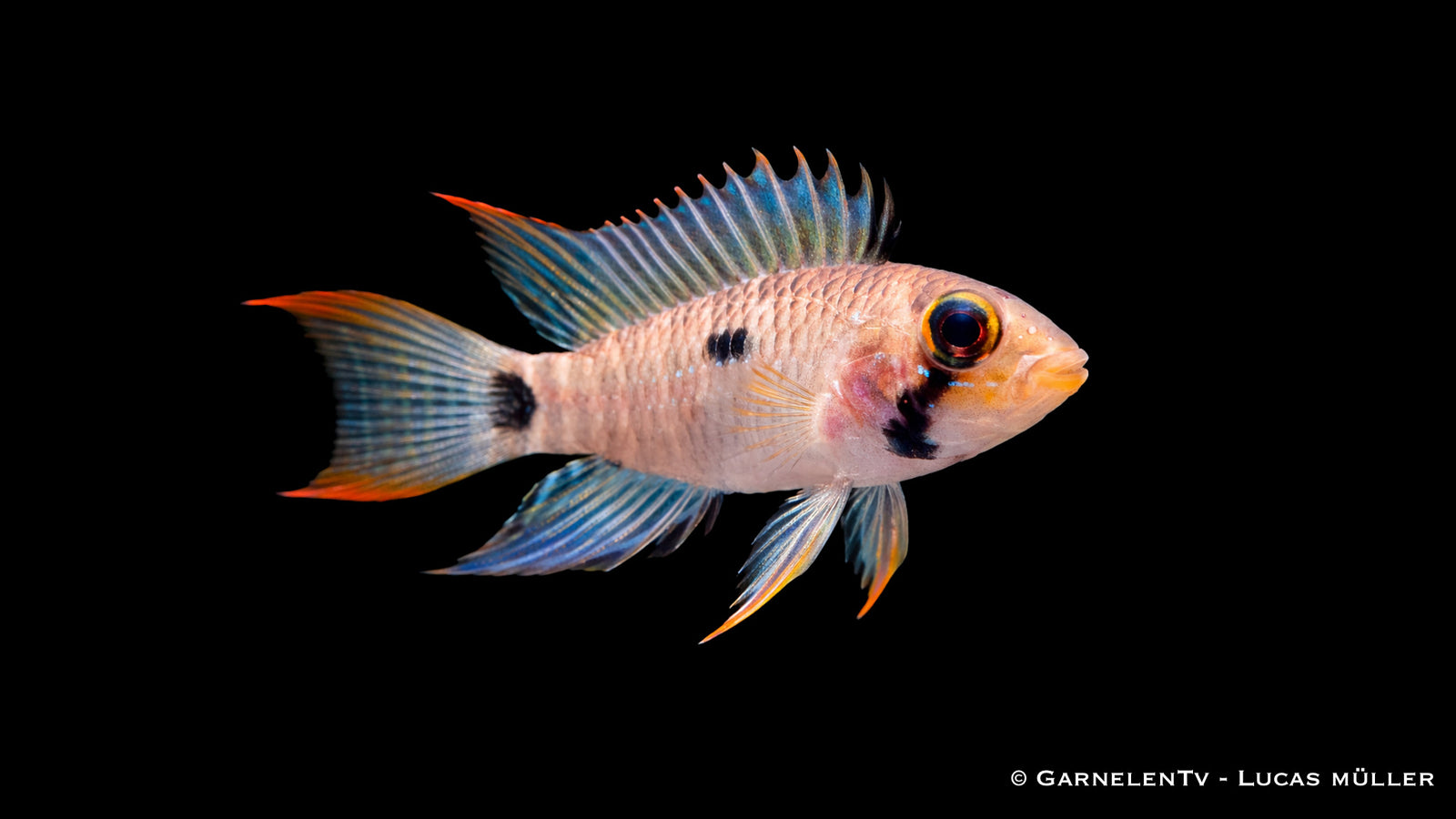 Männlicher Apistogramma steindachneri mit ausgeprägter Flossenfärbung und kontrastreichen Zeichnungen im Aquarium