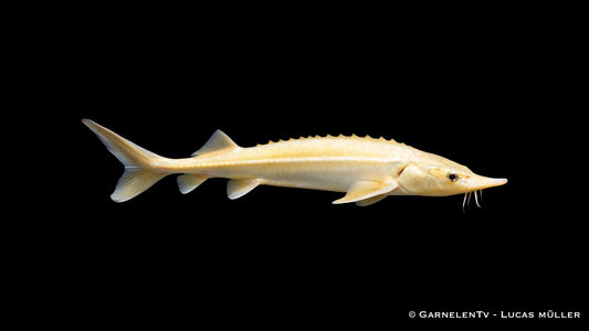 Goldener Sterlet Stör Acipenser ruthenus in Seitenansicht mit typischer Störform