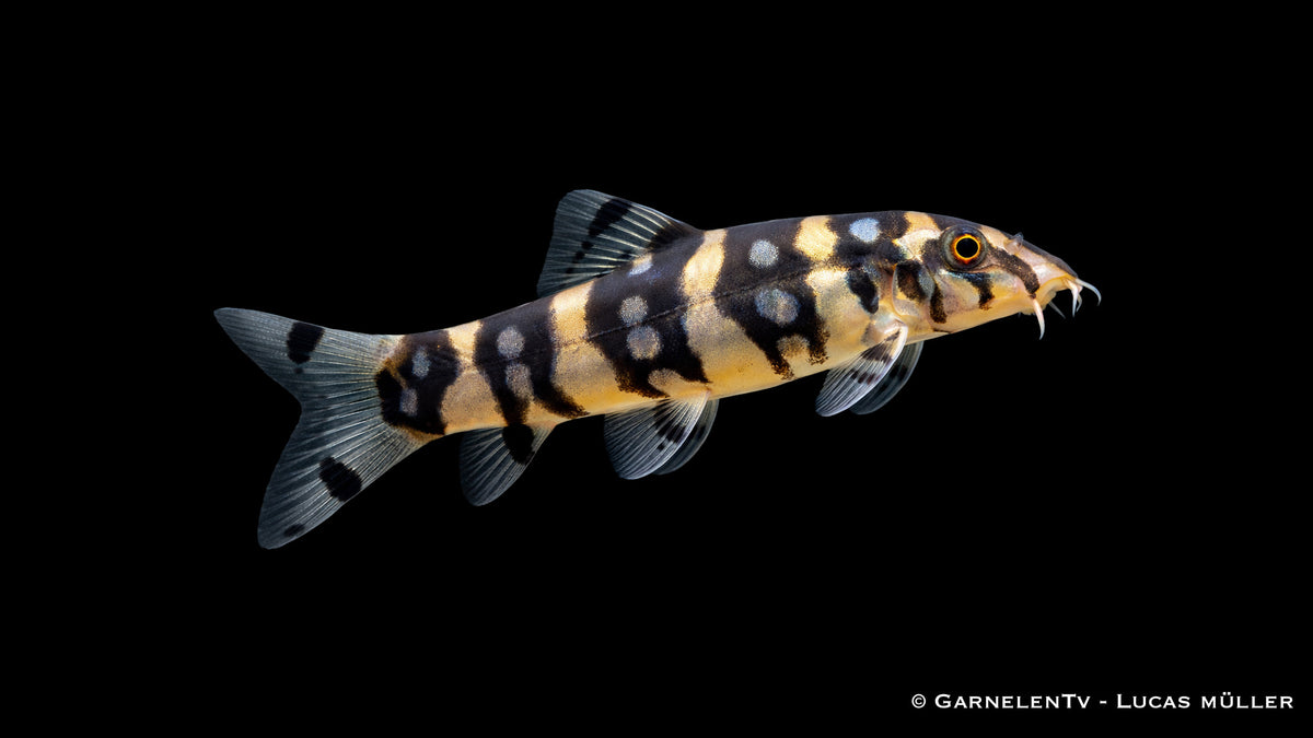 Sternchenschmerle - Botia kubotai