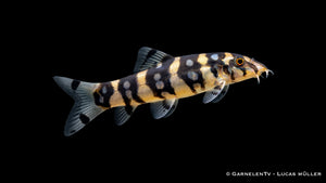 Sternchenschmerle - Botia kubotai