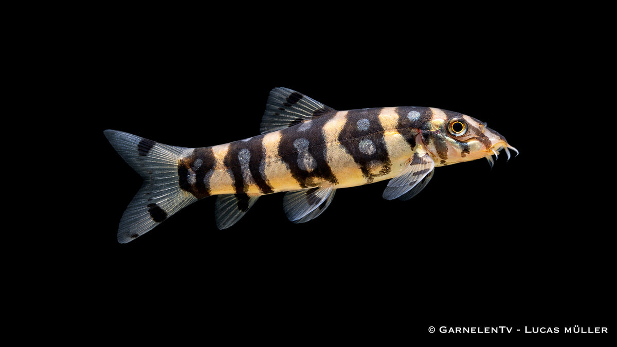 Sternchenschmerle - Botia kubotai