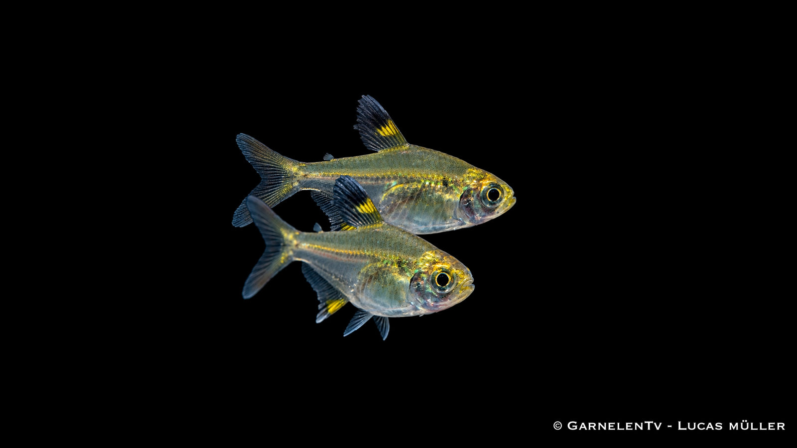 Sternflecksalmler - Pristella maxillaris