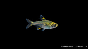 Sternflecksalmler - Pristella maxillaris