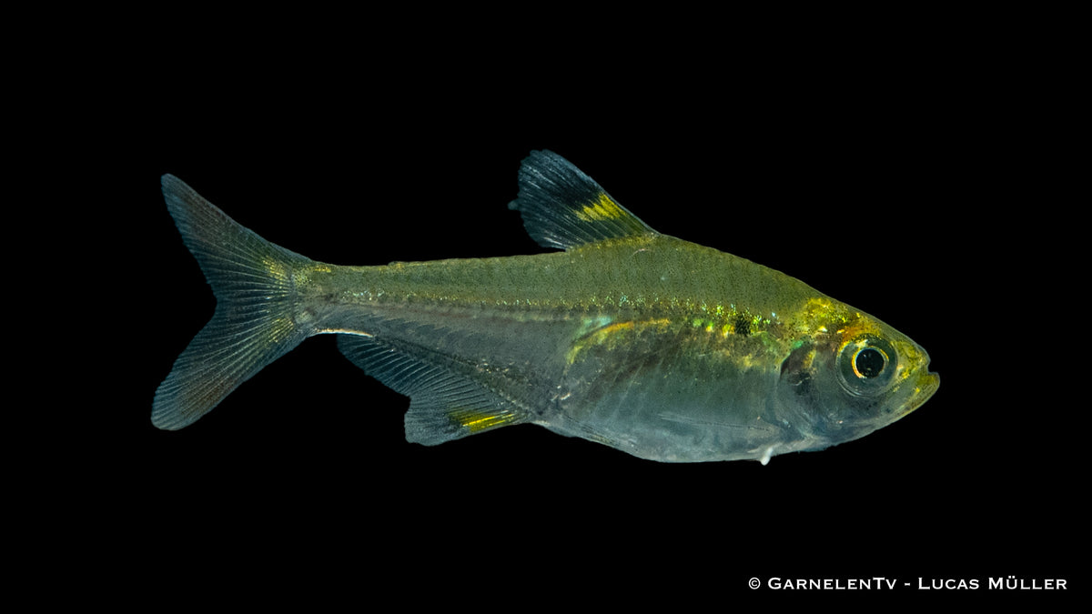 Sternflecksalmler (Pristella maxillaris) im Aquarium