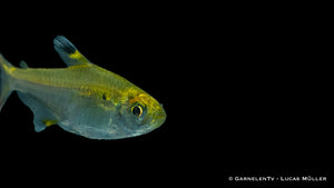 Sternflecksalmler mit transparenter Rückenflosse