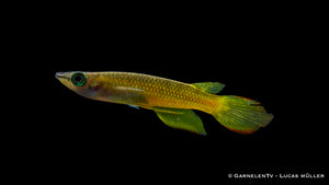 Streifenhechtling Gold (Aplocheilus lineatus) im Aquarium
