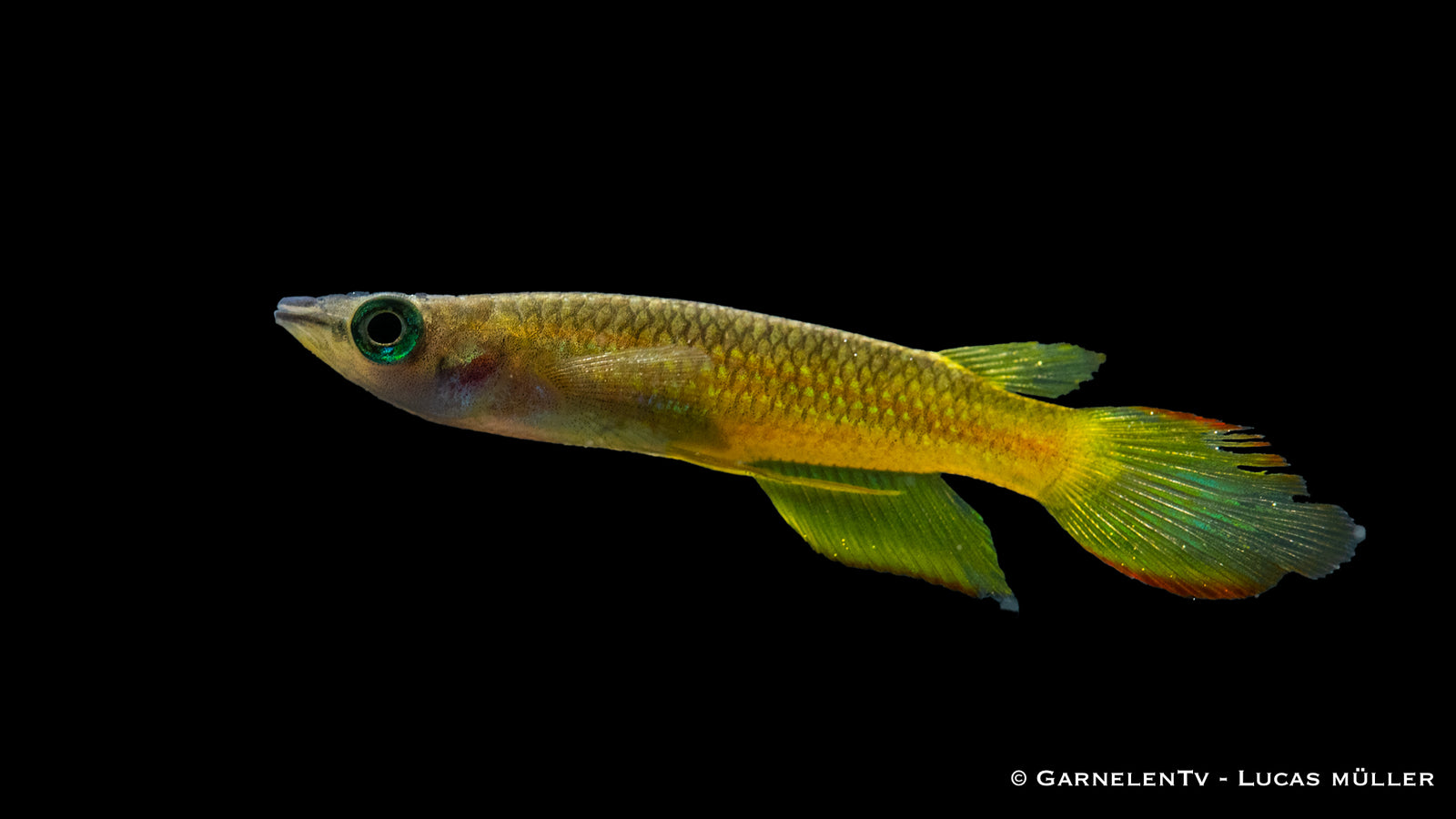 Streifenhechtling Gold (Aplocheilus lineatus) im Aquarium