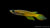 Streifenhechtling Gold (Aplocheilus lineatus) im Aquarium
