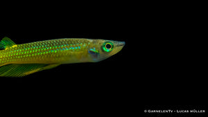 Aplocheilus lineatus schwimmt friedlich im bepflanzten Aquarium
