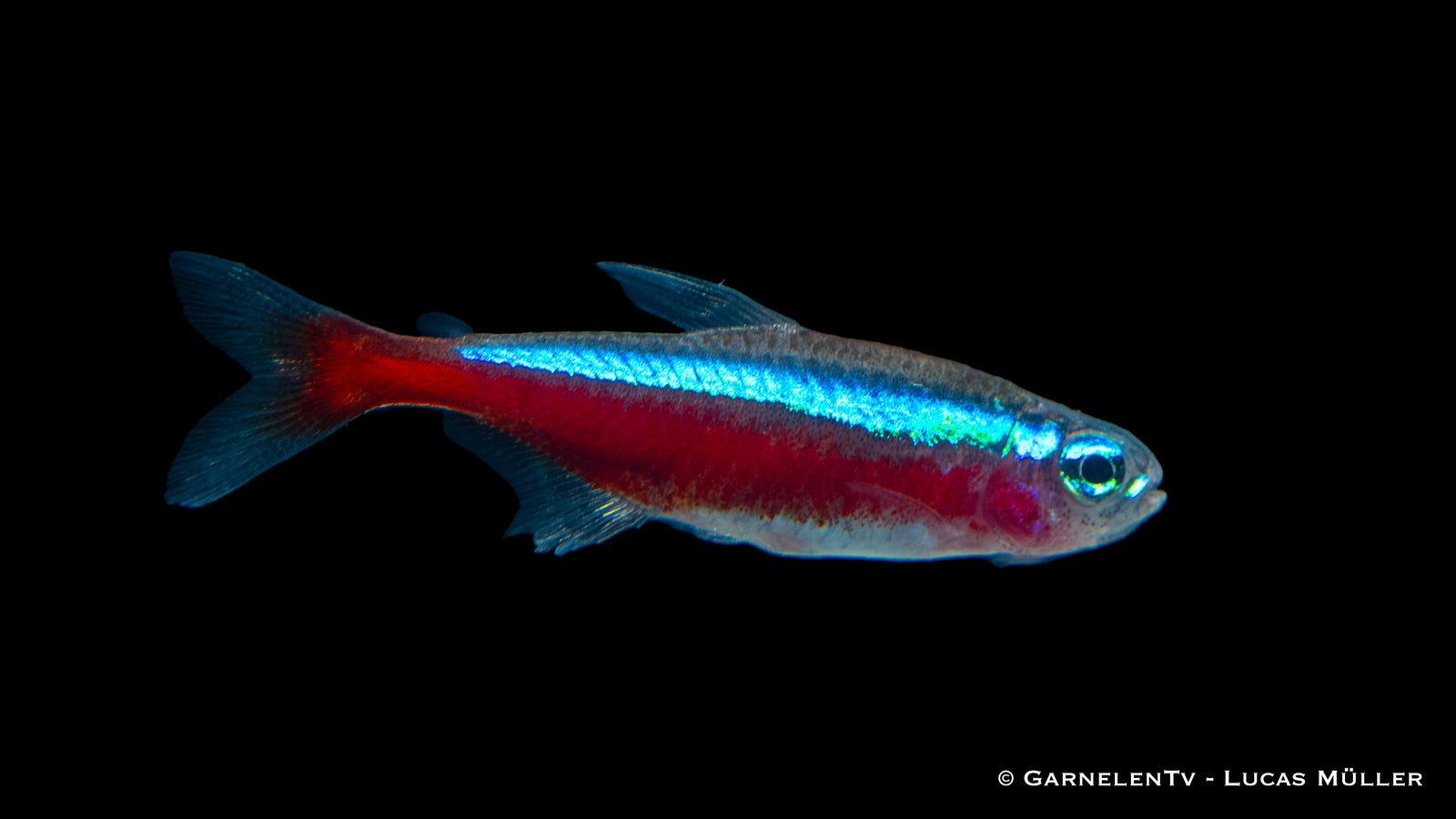 Roter Neon Jumbo Paracheirodon axelrodi in Aquarium