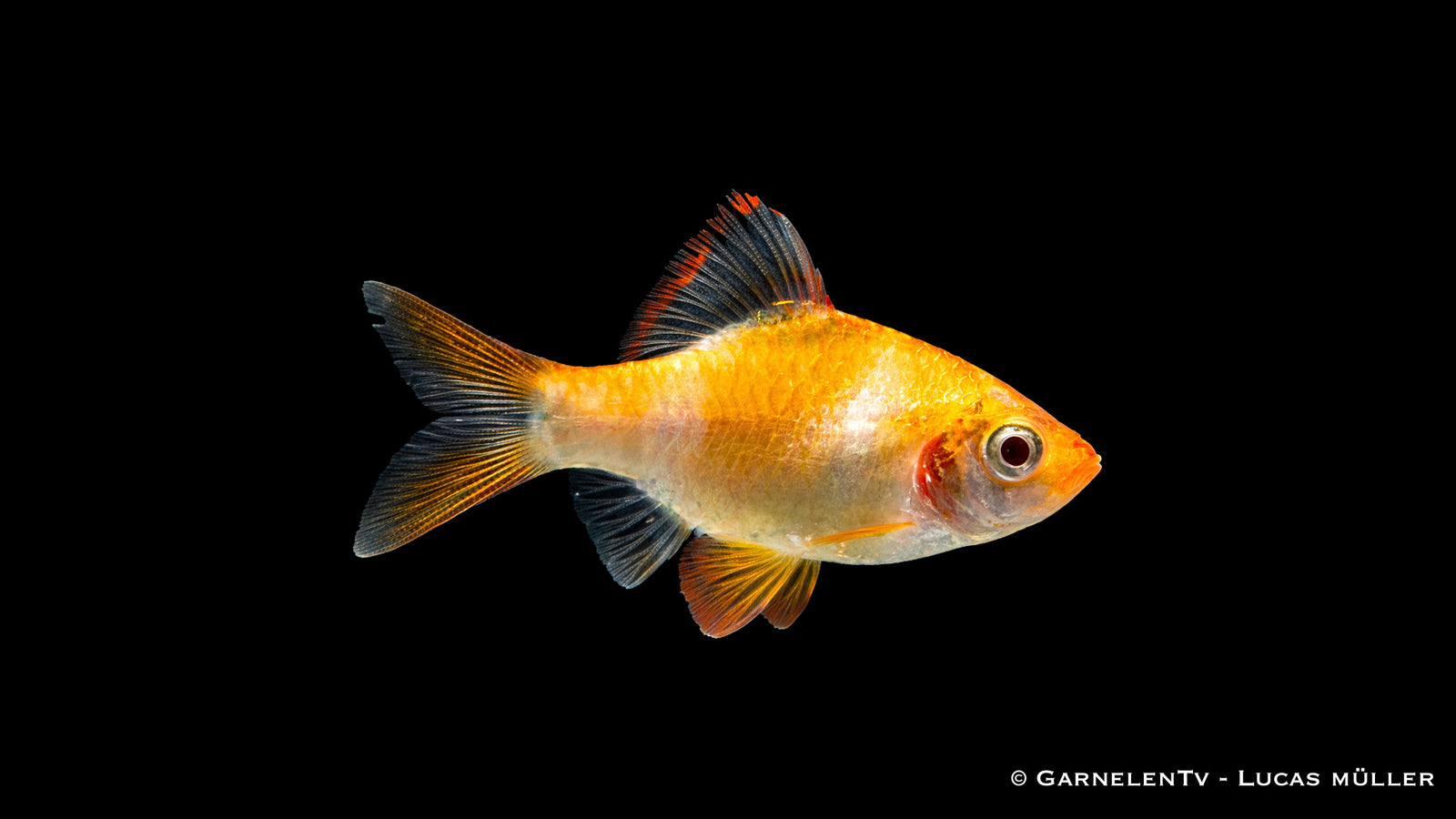 Sumatrabarbe Gold - Puntigrus cf. tetrazona