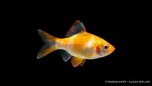 Sumatrabarbe Gold - Puntigrus cf. tetrazona