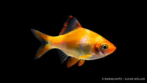 Sumatrabarbe Gold - Puntigrus cf. tetrazona