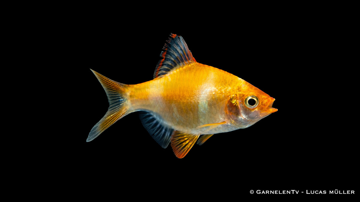 Sumatrabarbe Gold - Puntigrus cf. tetrazona