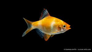 Sumatrabarbe Gold - Puntigrus cf. tetrazona