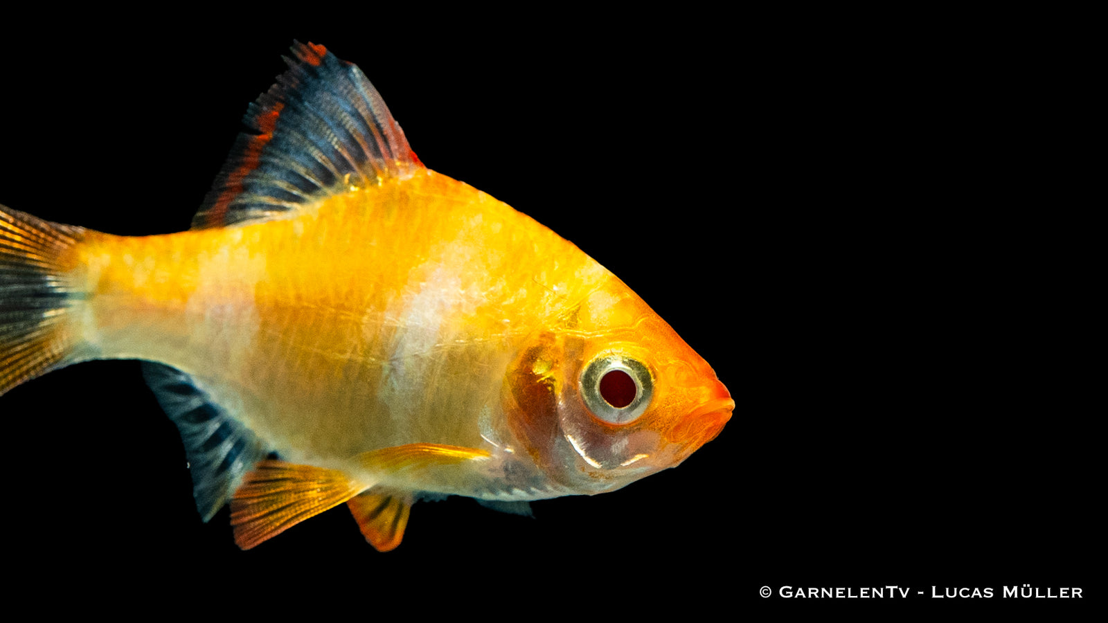 Sumatrabarbe Gold im Aquarium