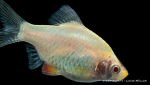 Sumatrabarbe Platin XL neben anderen tropischen Fischen
