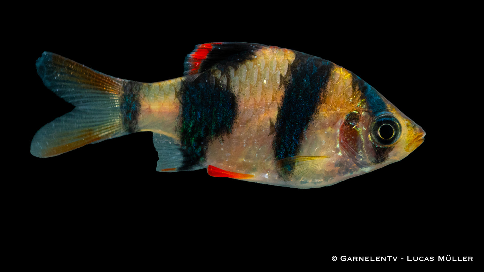 Nahaufnahme einer Sumatrabarbe