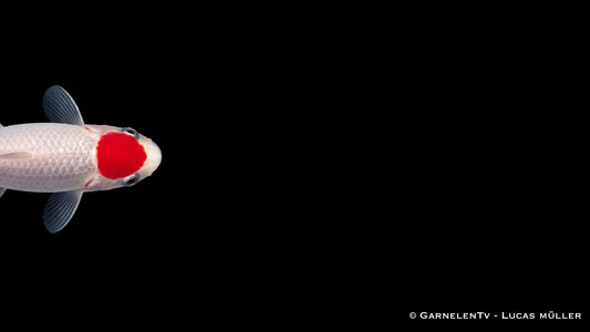 Tancho Sarasa Carassius auratus mit kontrastreichem Tancho Kopfzeichen in Seitenansicht