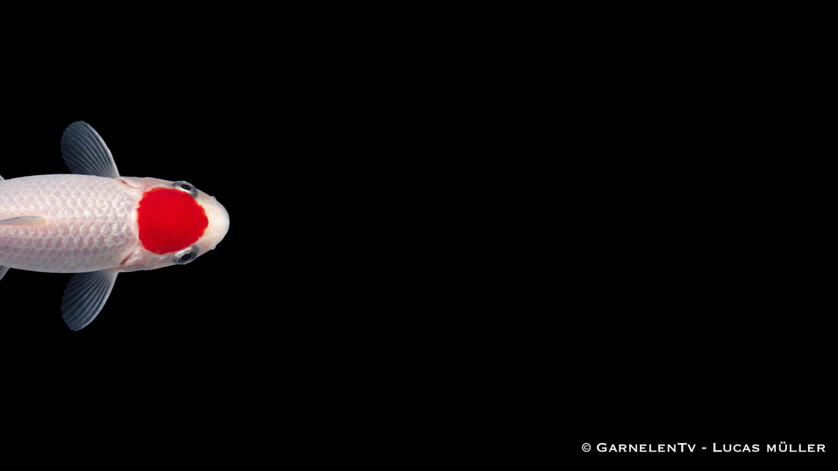 Tancho Sarasa Carassius auratus mit kontrastreichem Tancho Kopfzeichen in Seitenansicht