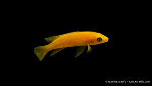 Nahaufnahme eines leuchtend goldenen Tanganjika Goldcichliden