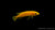 Tanganjika Goldcichlide (Neolamprologus leleupi) im Aquarium