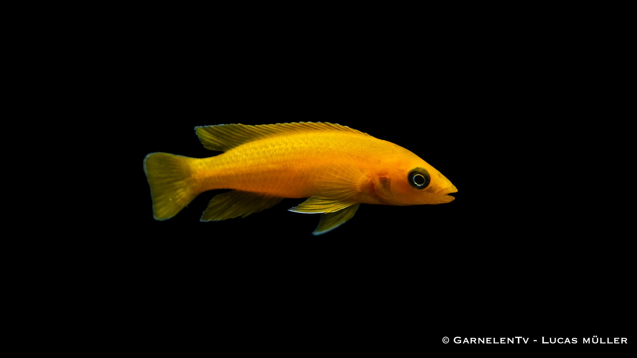 Tanganjika Goldcichlide - Neolamprologus leleupi (DNZ)