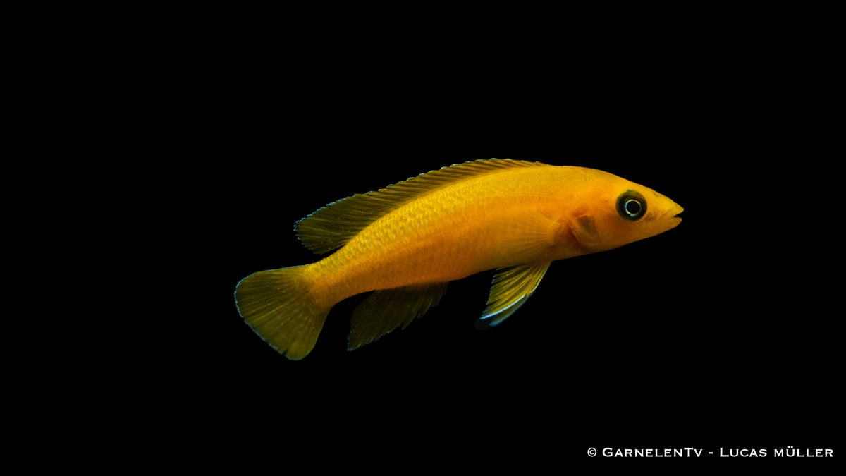 Territorialer Neolamprologus leleupi in seinem Habitat