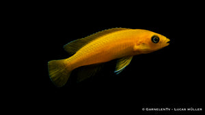 Tanganjika Goldcichlide (Neolamprologus leleupi) im Aquarium