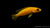 Tanganjika Goldcichlide (Neolamprologus leleupi) im Aquarium