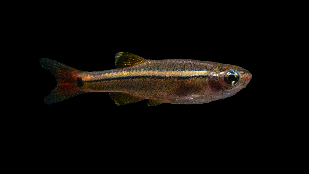Tanichthys albonubes schwimmt im Süßwasserbecken
