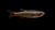 Kardinalfisch (Tanichthys albonubes) im Aquarium