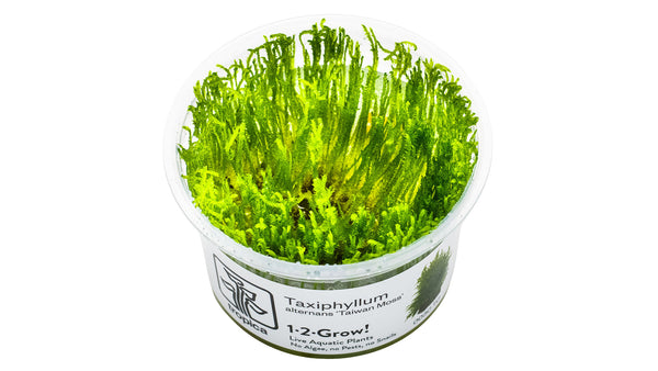 Taxiphyllum alternans 'Taiwan Moss' - Taiwan-Moos